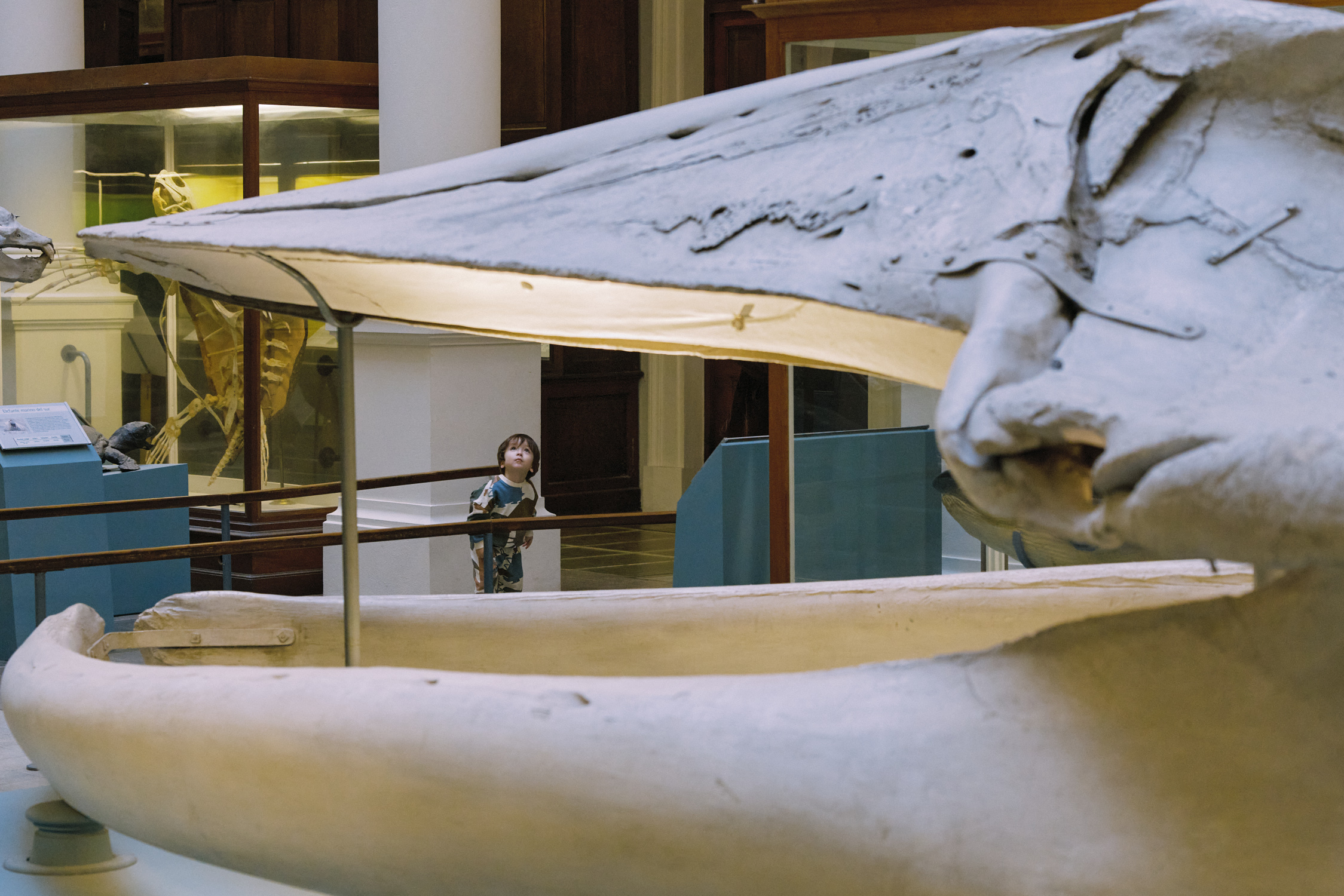 Museum hall with dinosaur skeleton